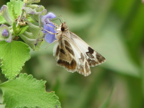 Turk's-cap White-Skipper photo 2