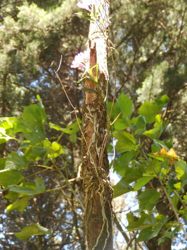 Image of Epidendrum centropetalum by (c) Andrew Conboy, some rights reserved (CC BY)