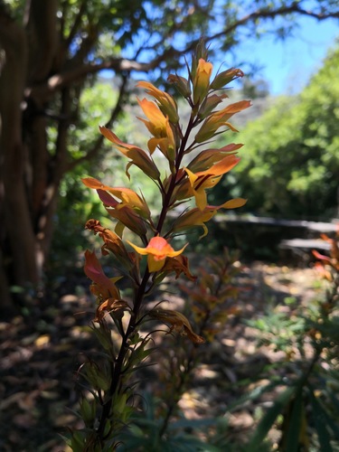 Digitalis chalcantha, photograph 6