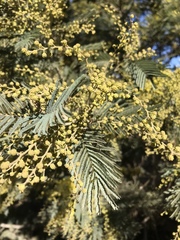 Acacia dealbata