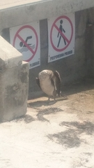 Gulosus aristotelis desmarestii