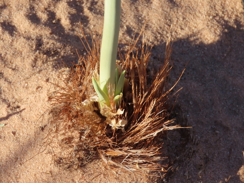 Image of Pseudogaltonia clavata by no rights reserved