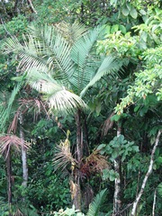 Prestoea decurrens