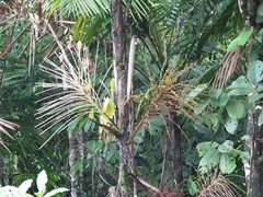 Prestoea decurrens