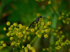 Gasteruption caucasicum