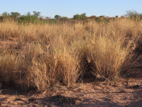 Image of Stipagrostis amabilis by no rights reserved