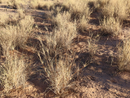 Image of Stipagrostis amabilis by no rights reserved