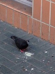 Columba livia domestica