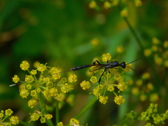 Gasteruption caucasicum