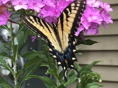 Papilio glaucus
