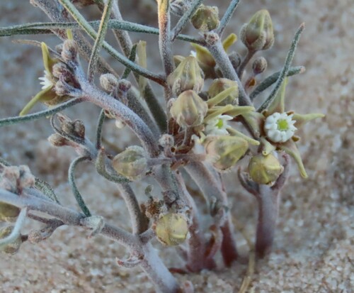 Image of Cynanchum orangeanum by no rights reserved