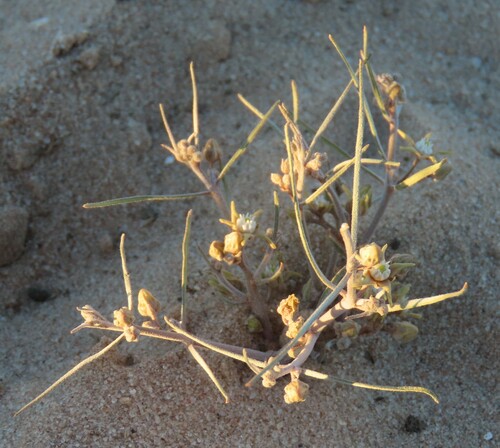 Image of Cynanchum orangeanum by no rights reserved