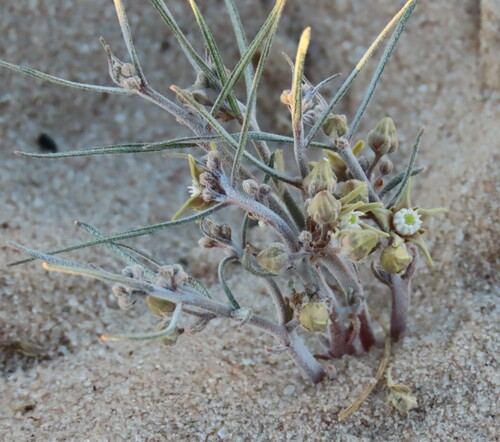 Image of Cynanchum orangeanum by no rights reserved