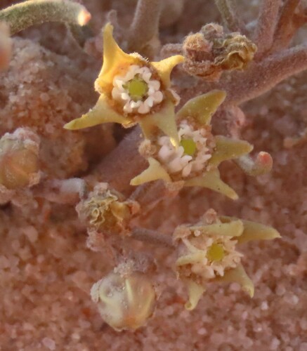 Image of Cynanchum orangeanum by no rights reserved