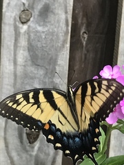 Papilio glaucus