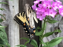 Papilio glaucus