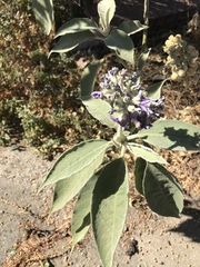 Solanum mauritianum