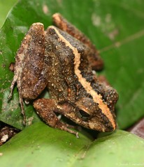 Craugastor aurilegulus