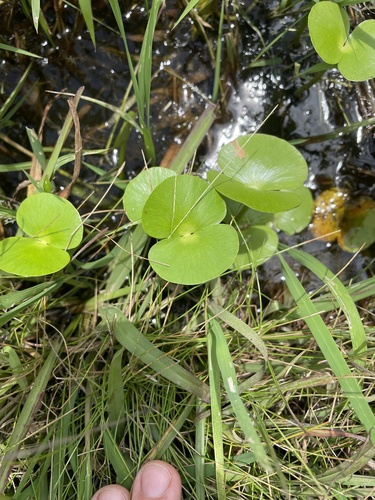 Regnellidium diphyllum, photograph 3