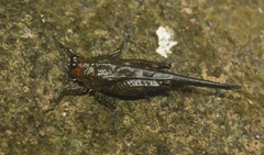 Euscelimena gavialis