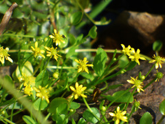 Ranunculus hydrocharoides