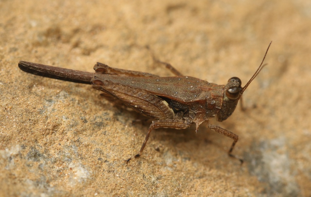Eucriotettix tricarinatus