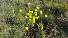 Lomatium triternatum