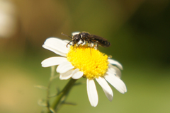 Sapygina decemguttata