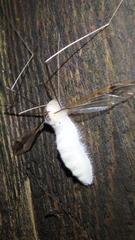 Entomophthoraceae