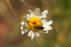 Sapygina decemguttata