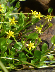 Ranunculus hydrocharoides