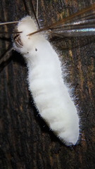 Entomophthoraceae