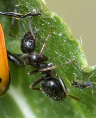 Formica neogagates
