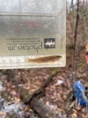 Rush Darter photo 4