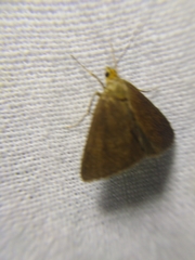 Evergestis aenealis