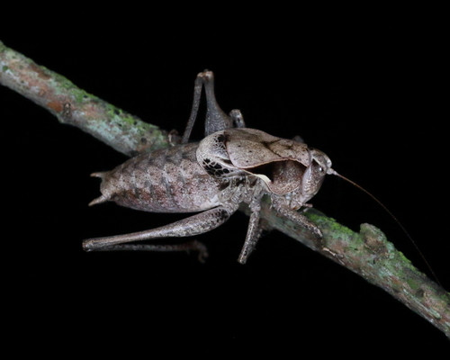 Atlanticus davisi Rehn & Hebard, 1916