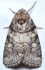 Cosmia praeacuta