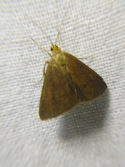 Evergestis aenealis