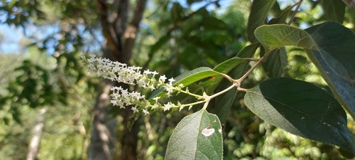 Aloysia virgata (Aloysia virgata)