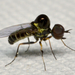 Micro Bee Flies - Photo (c) Christian Schwarz, some rights reserved (CC BY-NC), uploaded by Christian Schwarz