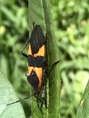 Oncopeltus fasciatus