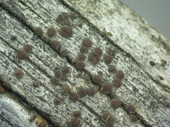 Lecanora saligna