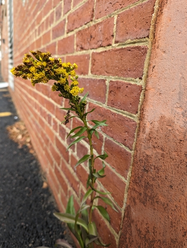 Solidago sempervirens