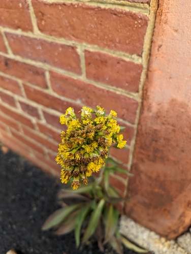 Solidago sempervirens
