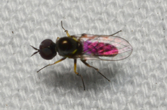 Mythicomyiidae