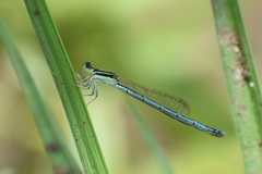 Agriocnemis lacteola