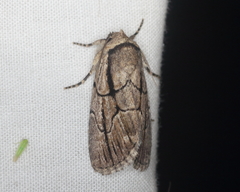 Sympistis dinalda