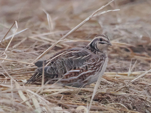 Foto de Japanese Quail