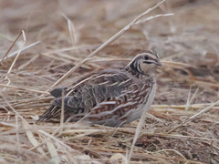 Japanese Quail photo 3