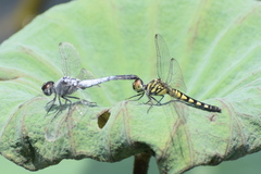 Brachydiplax